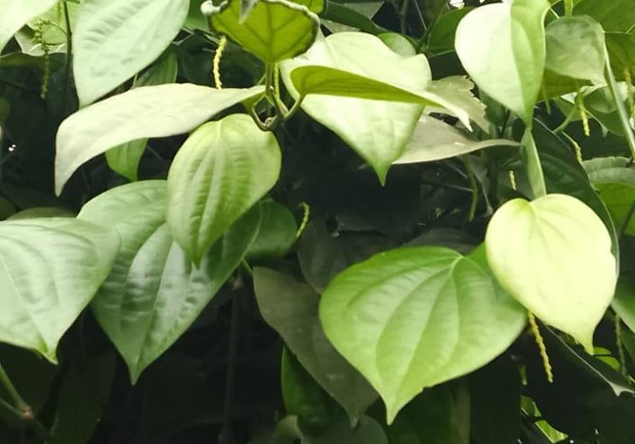 As monsoon weakens, Wayanad farmers in Kerala brace